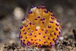 Nudibranch and cleaner shrimp by Rafi Amar 